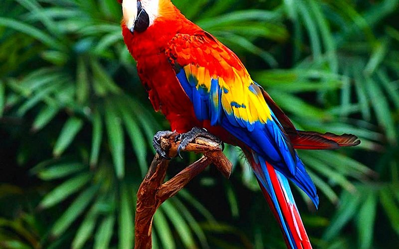 la couverture santé d'un animal exotique