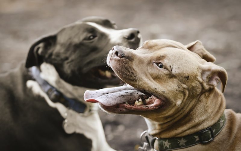 l'assurance responsabilité civile est obligatoire pour les chiens dangereux