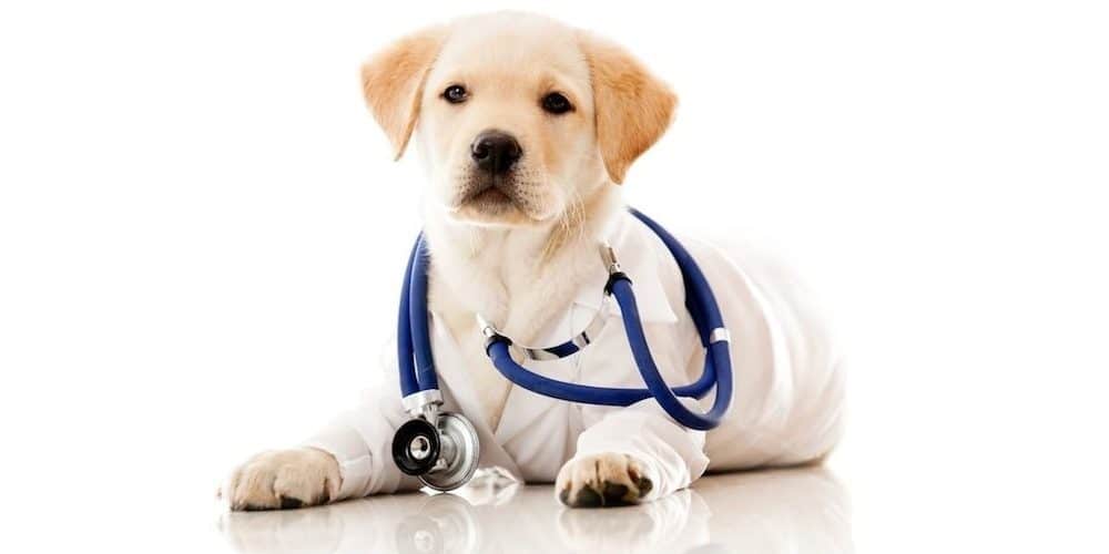 stérilisation du chien : coût et remboursement