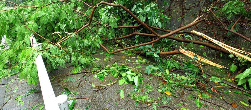 l'arbre du voisin est tombé sur ma maison : que faire ?