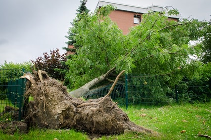 l'arbre du voisin est tombé sur ma maison : que faire ?