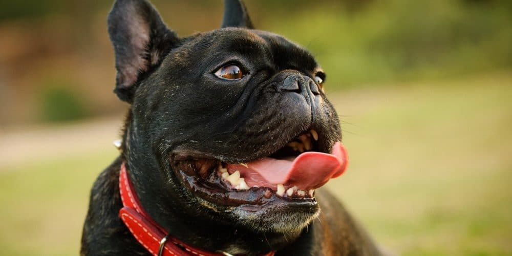 peut-on souscrire une assurance santé pour son animal âgé ou fragile ?