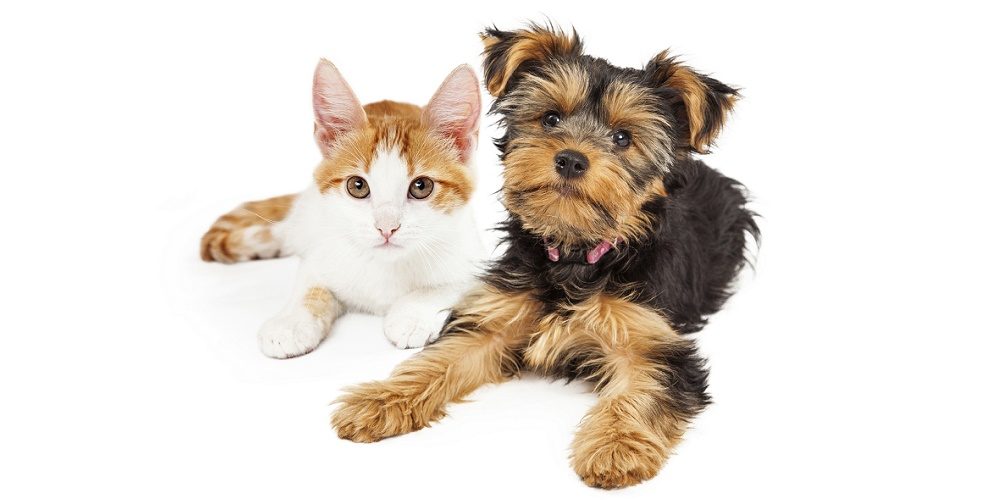 3min pour connaître le prix de son assurance animaux