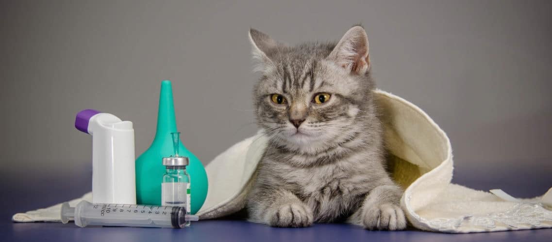 les gestes de prévention pour la santé de votre chat