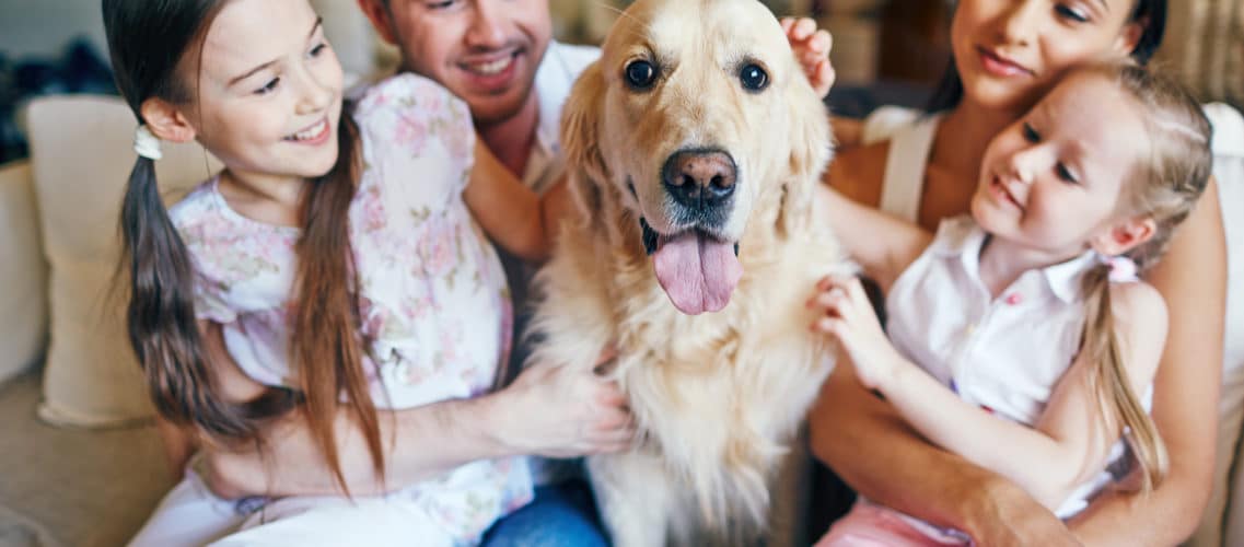 A savoir sur l'assurance animaux