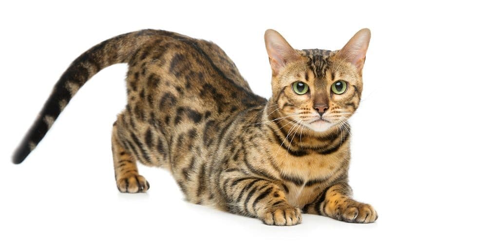 Véritable chat sauvage domestique, découvrez le Bengal