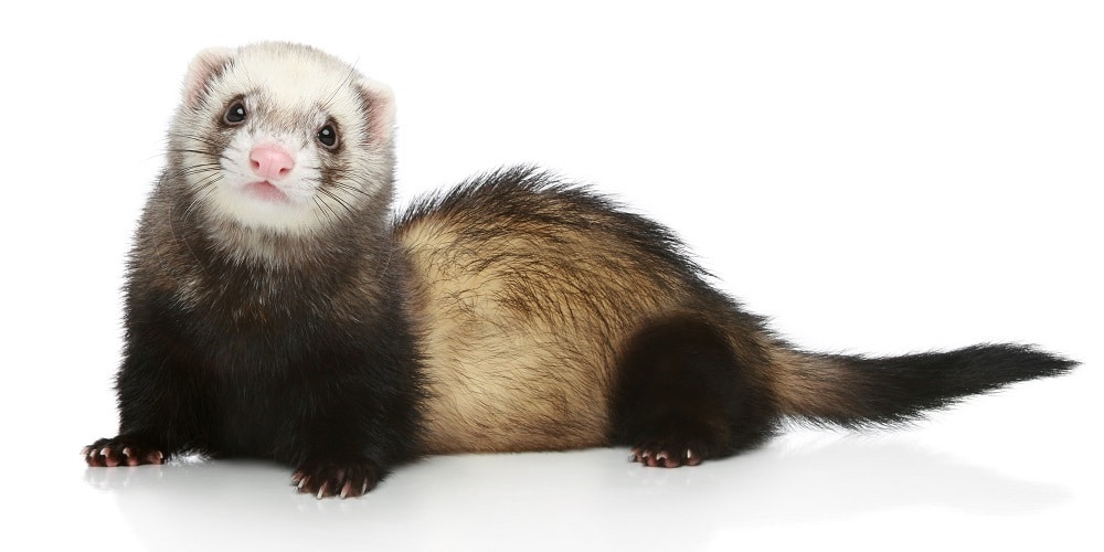 Tout savoir sur le furet, un petit animal voleur mais attachant