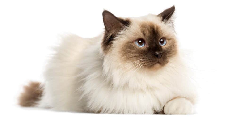 Joueur et mystérieux, voici le Sacré de Birmanie
