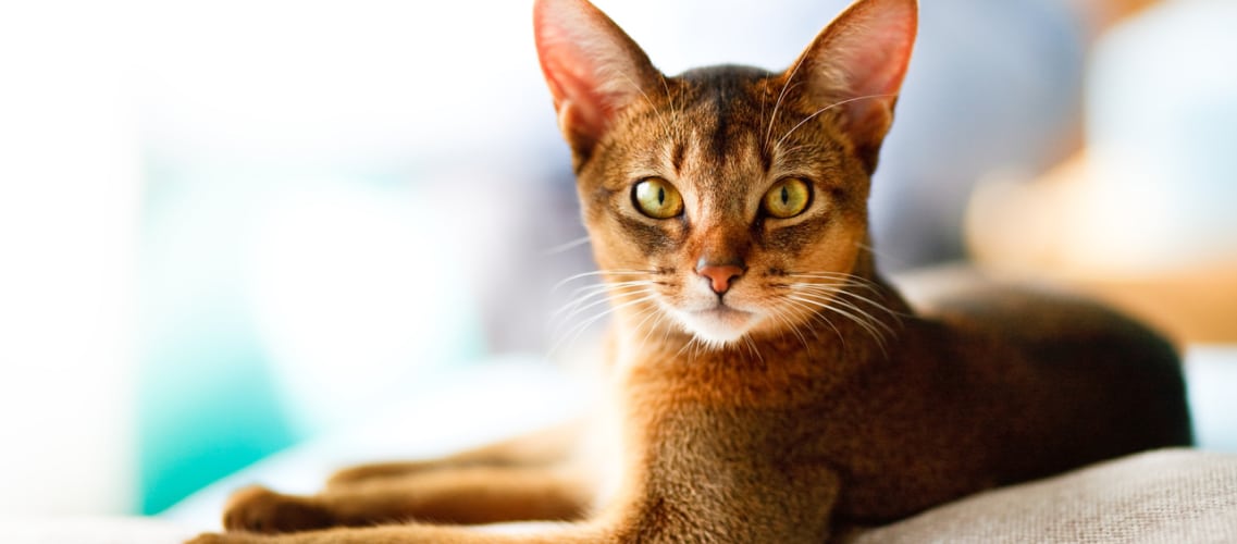 chat abyssin