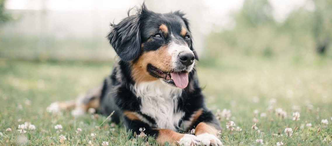 les francais et leurs animaux de compagnie