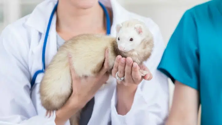 assurance santé NAC furet docteur