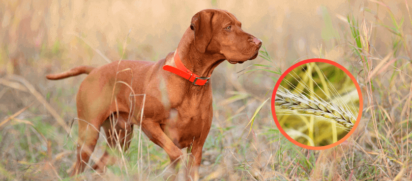 épillet chien