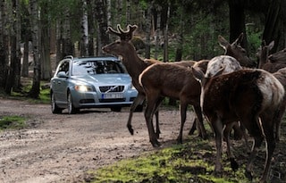 que faire avec mon assurance auto si je percute un animal ?