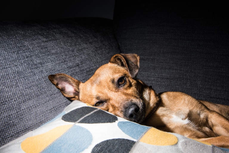 Piroplasmose du chien symptômes et traitements