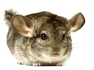 maladie-chinchilla