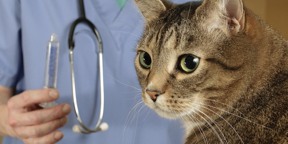 Sida Du Chat Protegez Votre Animal Avec Une Mutuelle Chat Hyperassur