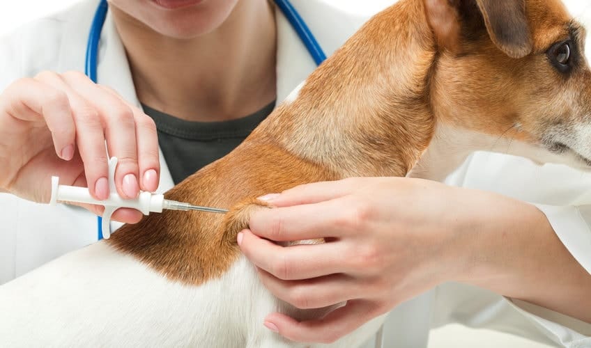 diabète du chien : l'injection d'insuline