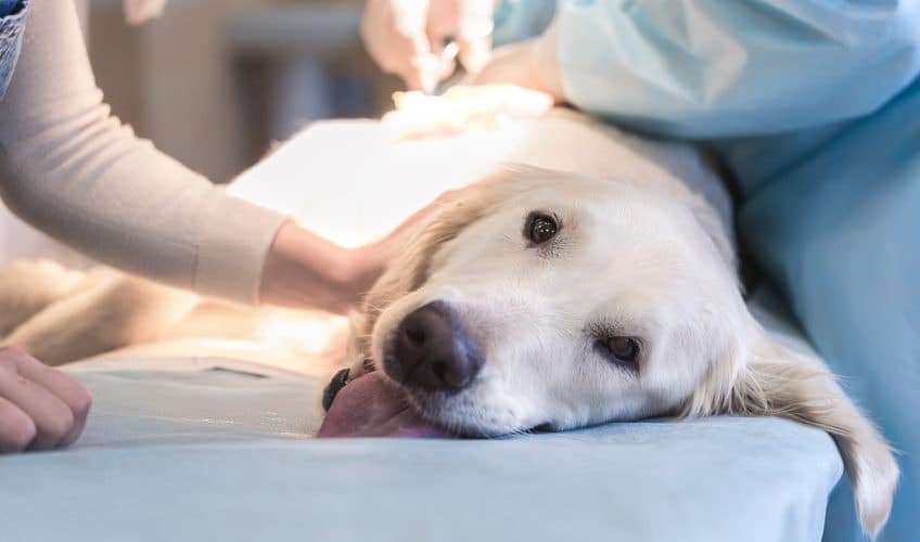 l'insuffisance rénale chez le chien