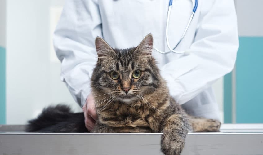 Fibrosarcome Du Chat Prise En Charge Avec L Assurance Chat Hyperassur