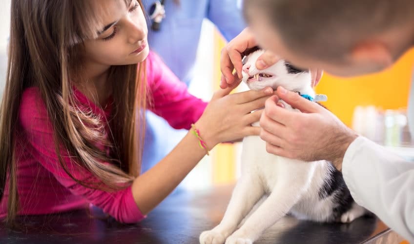 Fibrosarcome Du Chat Prise En Charge Avec L Assurance Chat Hyperassur Fibrosarcome Du Chat Prise En Charge Avec L Assurance Chat Hyperassur