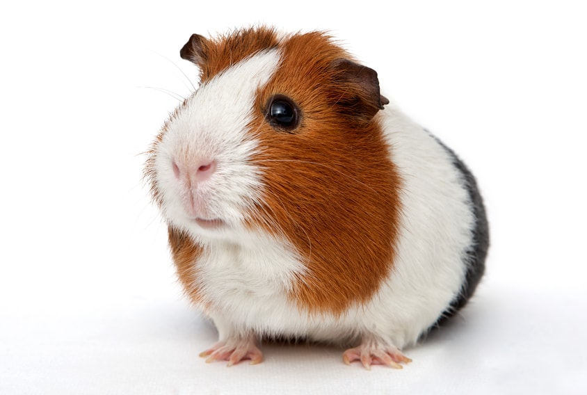 Maladies Cochon D Inde Les Plus Courantes Hyperassur
