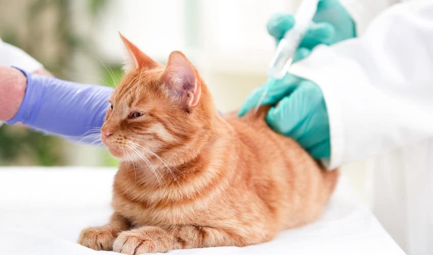 le diabète chez le chat : injection d'insuline