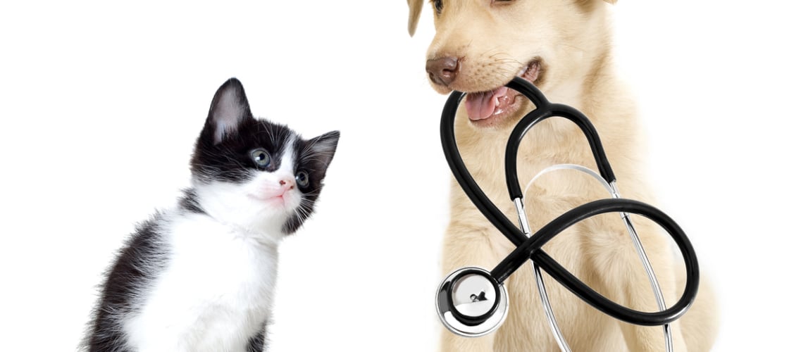 avantages assurance animal