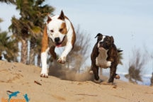Assurance Responsabilité Civile Chien