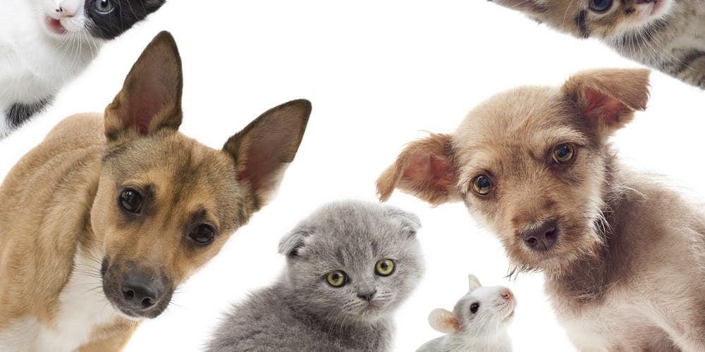 Top 20 Des Chiens Préférés Des Français En 2018 Hyperassur