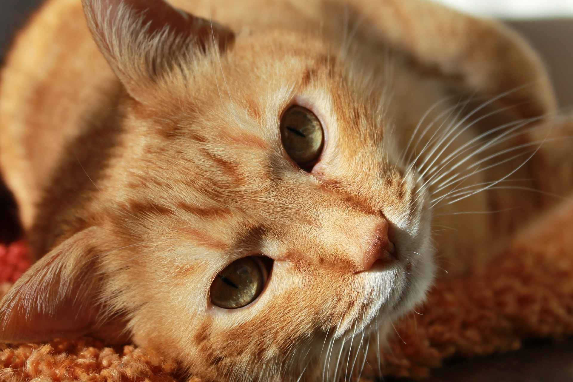 Sterilisation Animale Que Prennent En Charge Les Assurances
