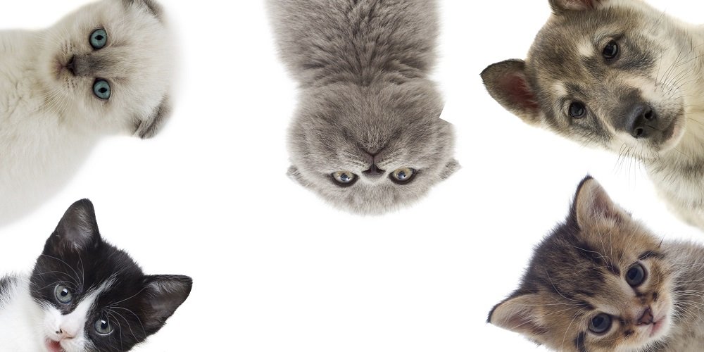 Top 20 Des Chats Préférés Des Français Hyperassur