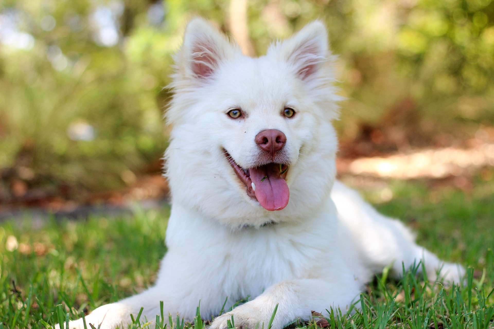 Detartrage Chien Tout Savoir Sur Le Tartre Chez Les Chiens Hyperassur Detartrage Chien Tout Savoir Sur Le Tartre Chez Les Chiens Hyperassur