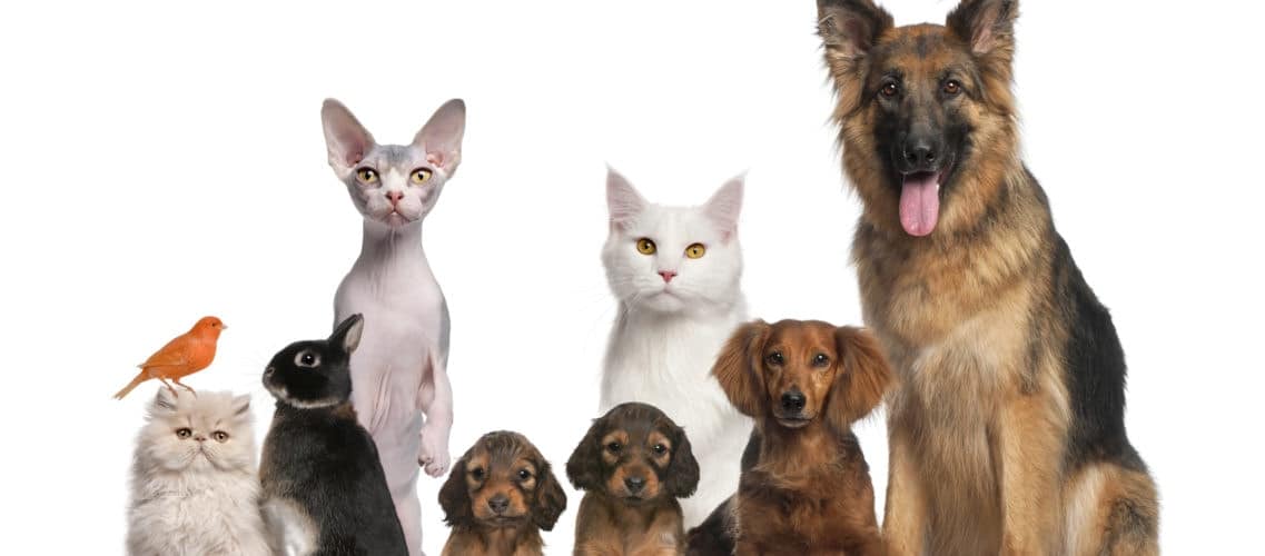 Assurance chien et chat