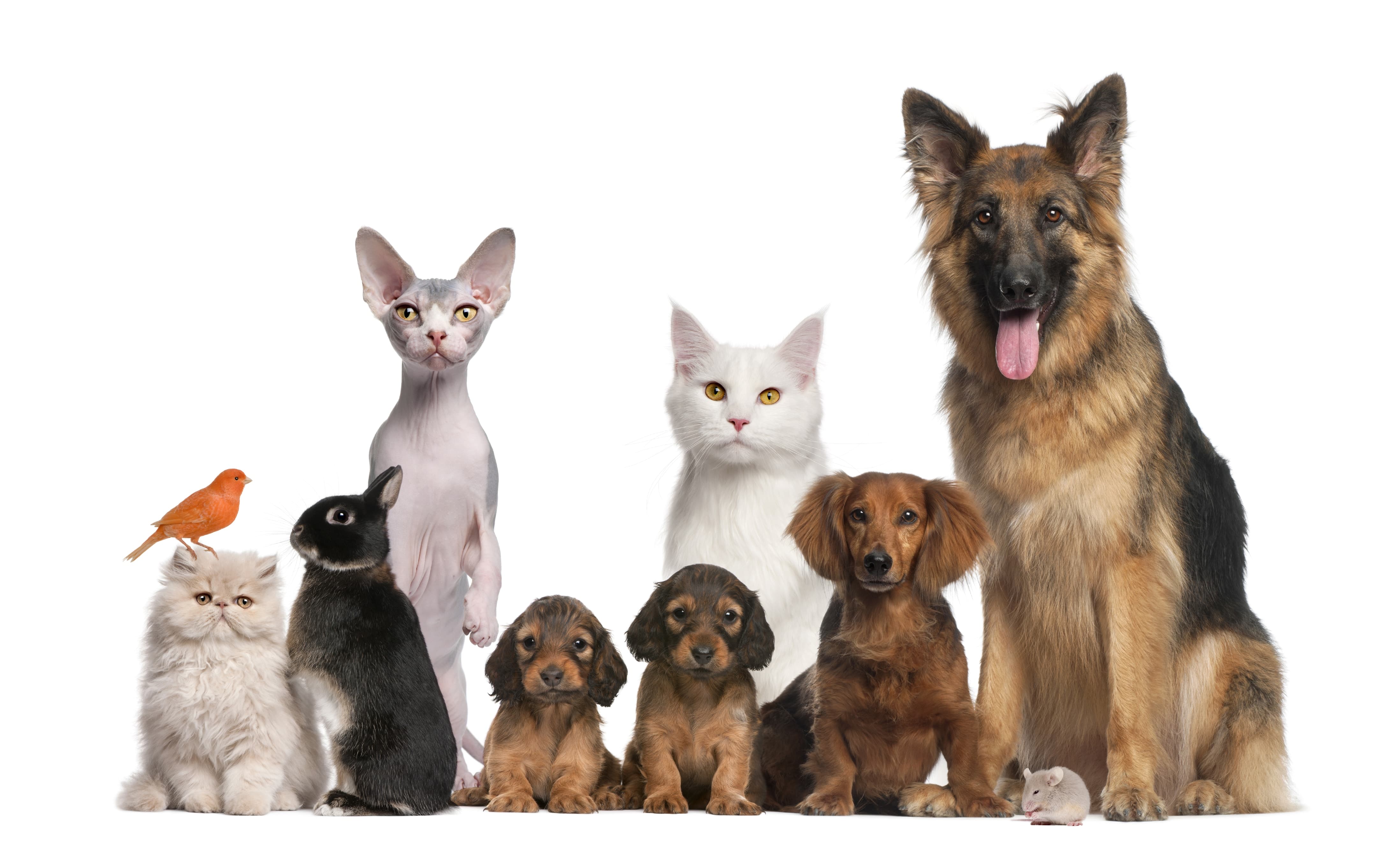 Choisir Une Assurance Chien Comparateur De Prix Hyperassur