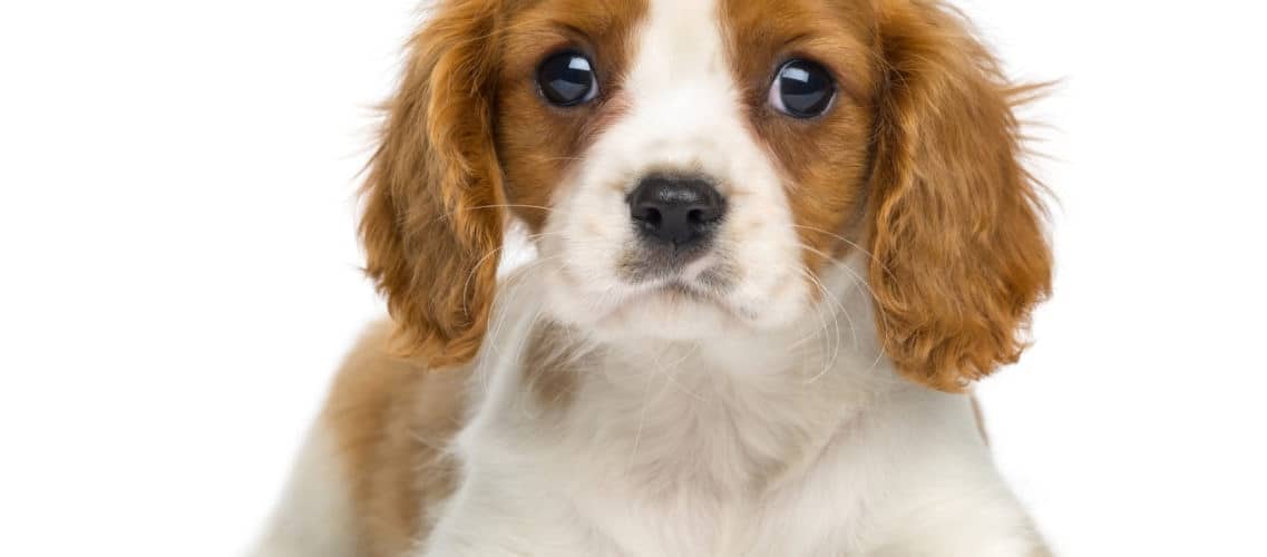 exclusions d'assurance animaux