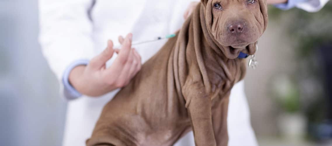 assurance sharpei