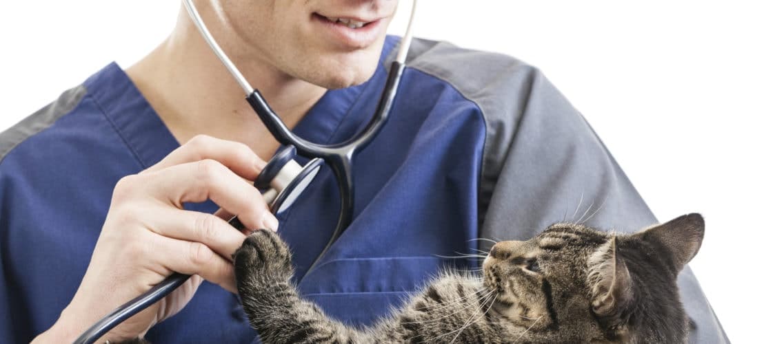 comment choisir son vétérinaire