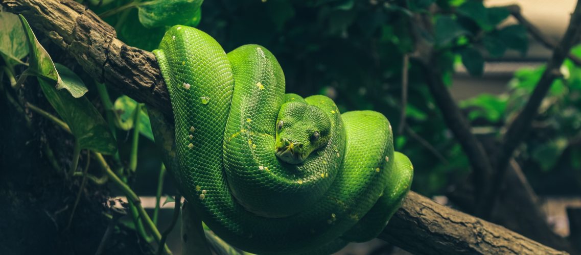 Nac Animaux Que Sont Les Nouveaux Animaux De Compagnie Nac Animaux Que Sont Les Nouveaux Animaux De Compagnie