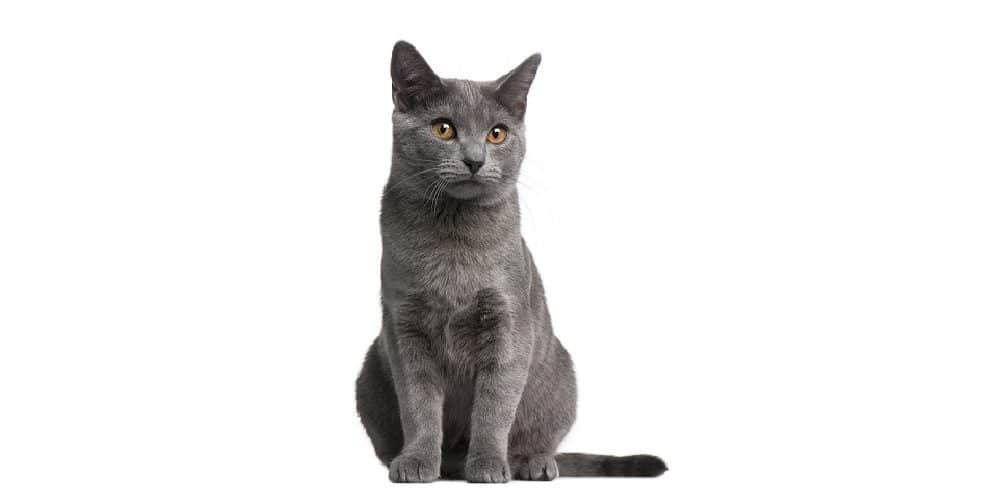5ème chat préféré des Français : le Chartreux