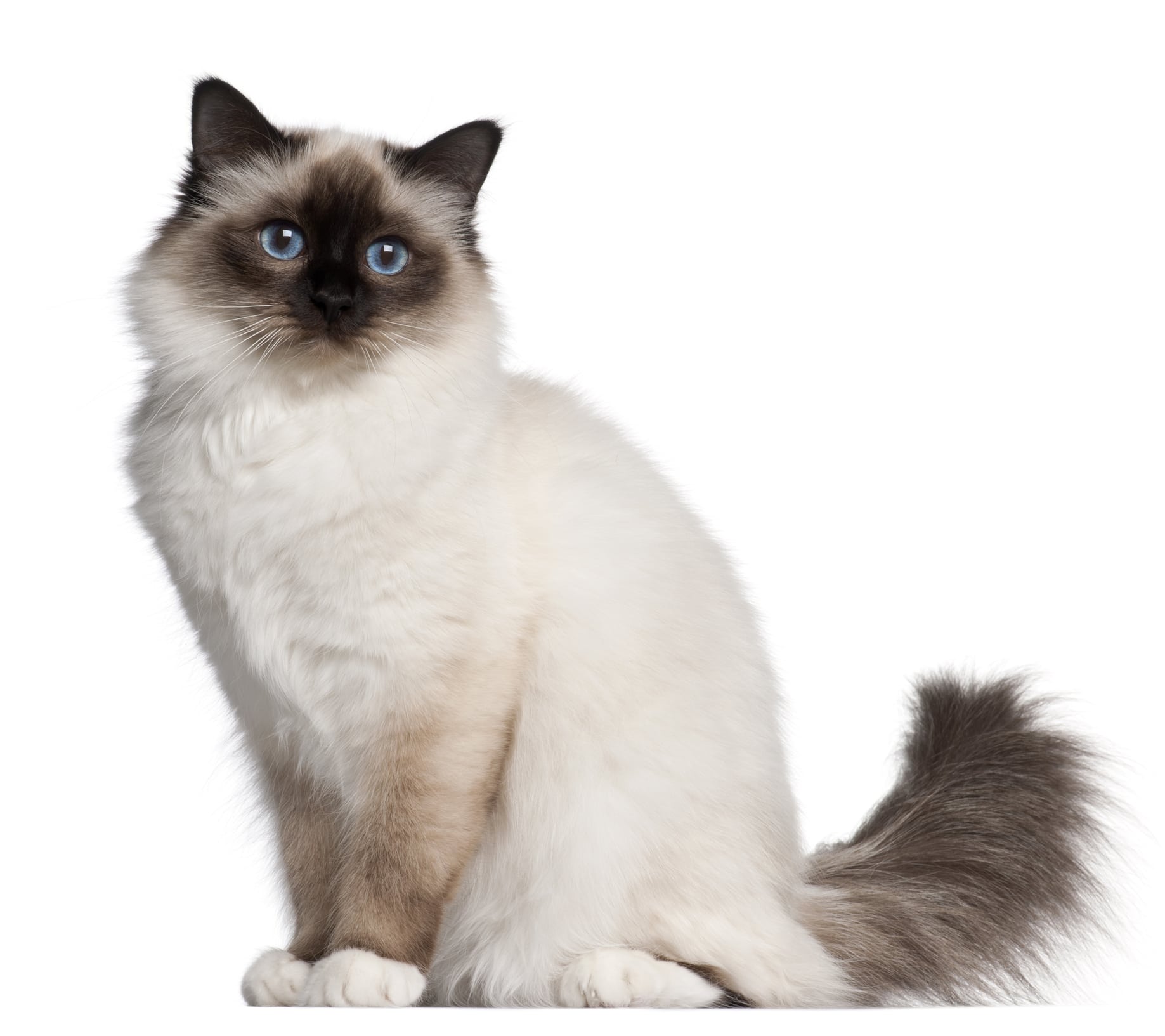 chat-sacre de-birmanie