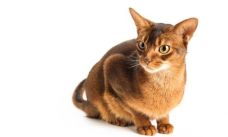 chat Abyssin