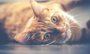 Baromètre santé chat 2017