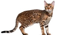 chat Bengal