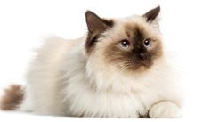 chat Birmanie