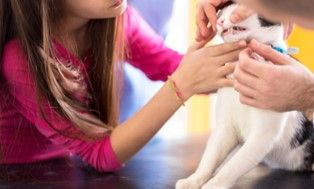 Calicivirose chat