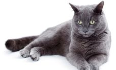 chat Chartreux