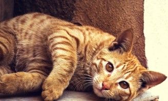 Coryza chat