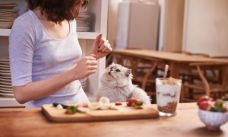Cuisine pour chat