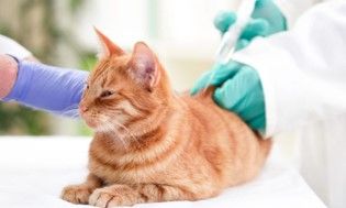 Diabète chat