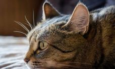 Leucose chat